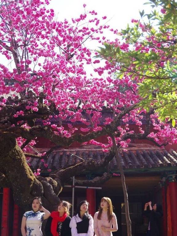 丽江杨向红:普济300年樱花别样红4