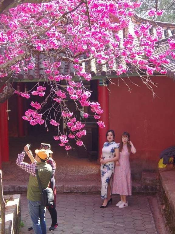 丽江杨向红:普济300年樱花别样红5