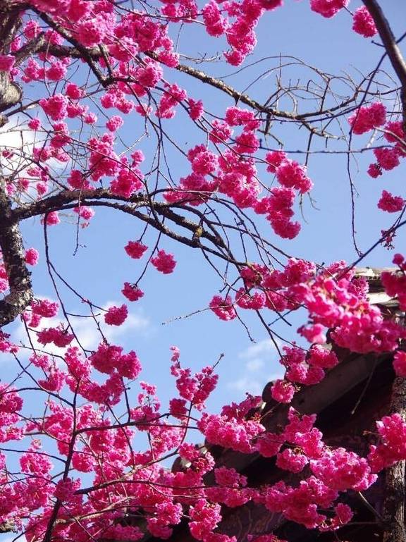 丽江杨向红:普济300年樱花别样红6