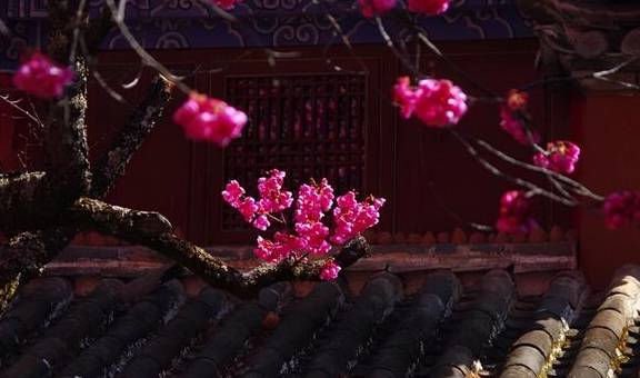 丽江杨向红:普济300年樱花别样红7