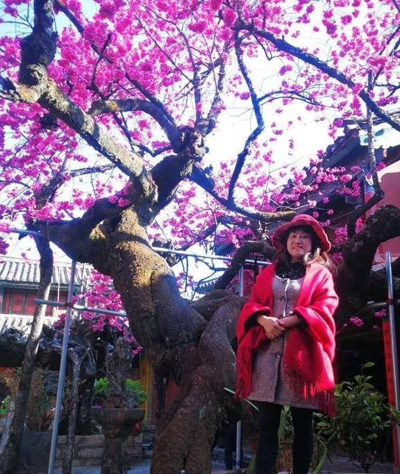 丽江杨向红:普济300年樱花别样红8