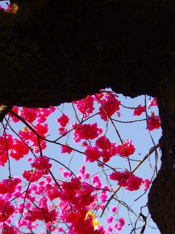 丽江杨向红:普济300年樱花别样红9