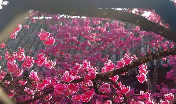 丽江杨向红:普济300年樱花别样红14