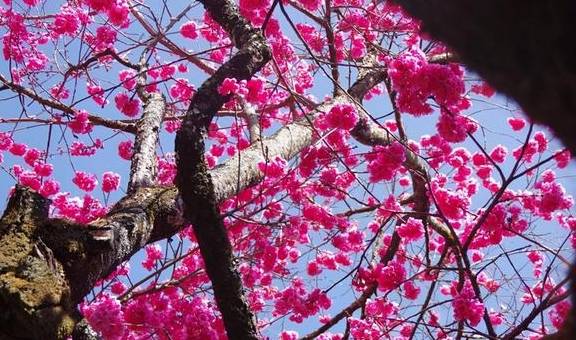 丽江杨向红:普济300年樱花别样红16