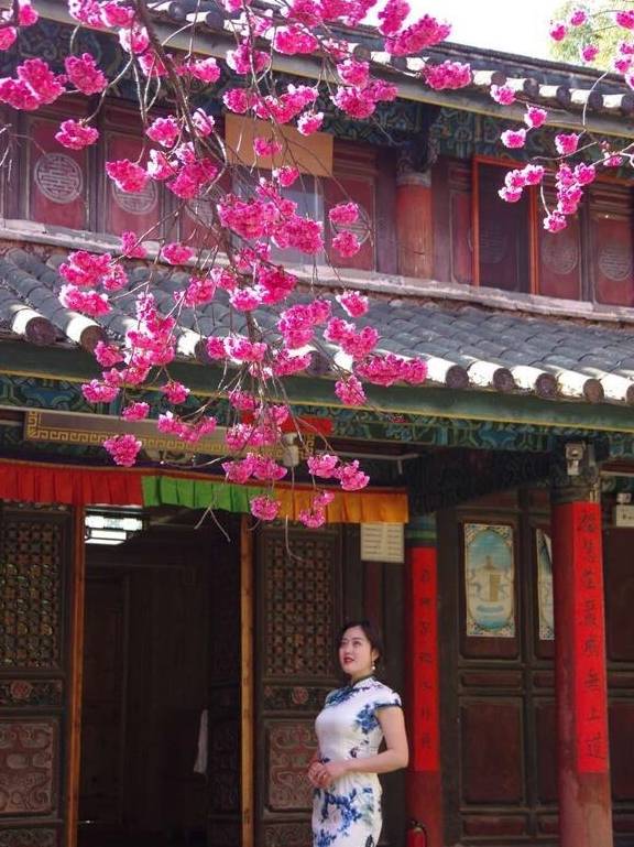 丽江杨向红:普济300年樱花别样红17