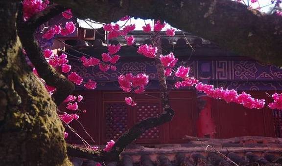 丽江杨向红:普济300年樱花别样红10
