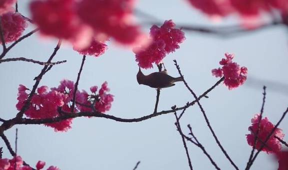 丽江杨向红:普济300年樱花别样红18