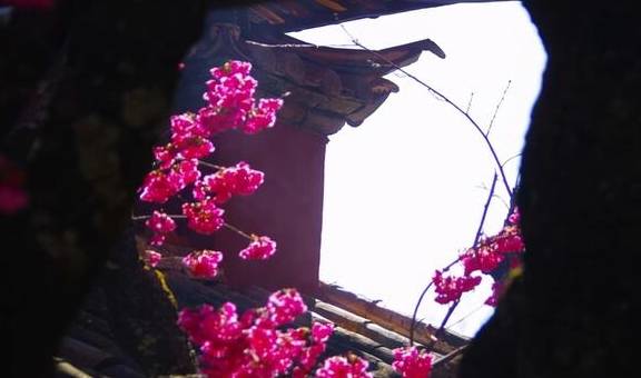 丽江杨向红:普济300年樱花别样红19