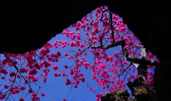 丽江杨向红:普济300年樱花别样红20