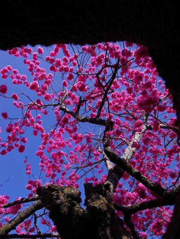 丽江杨向红:普济300年樱花别样红21