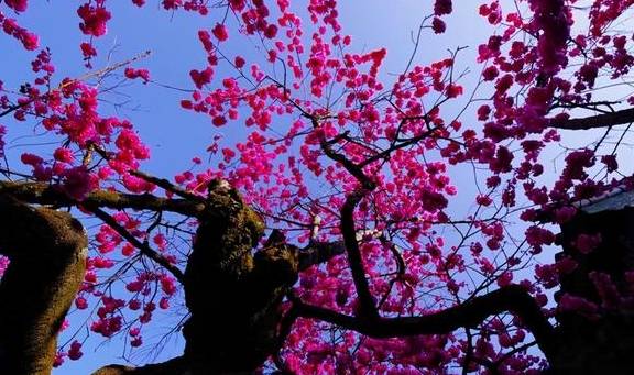 丽江杨向红:普济300年樱花别样红22