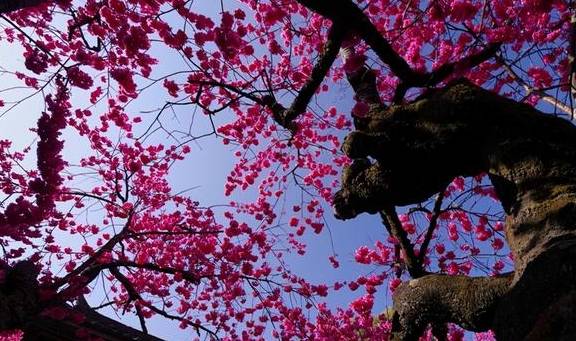 丽江杨向红:普济300年樱花别样红23