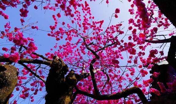 丽江杨向红:普济300年樱花别样红24