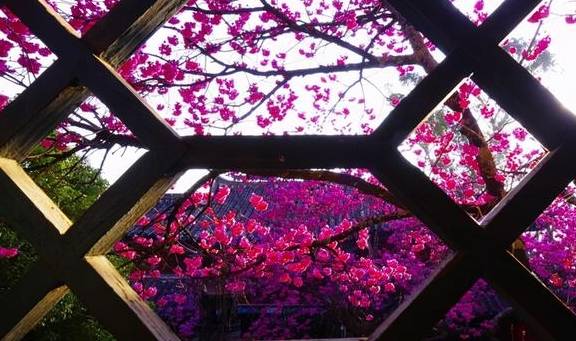 丽江杨向红:普济300年樱花别样红25