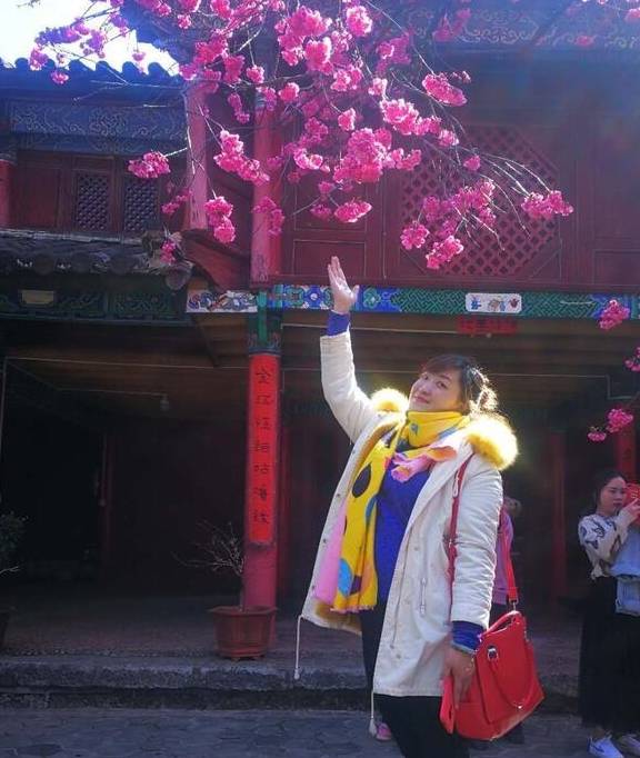 丽江杨向红:普济300年樱花别样红26
