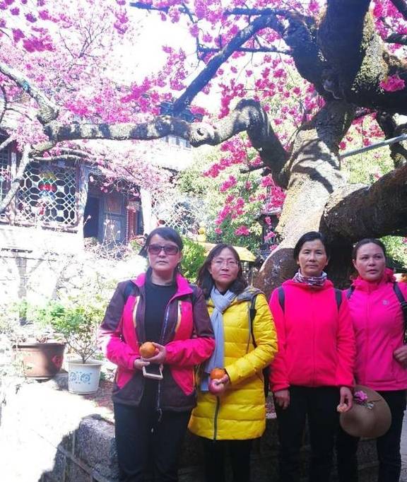 丽江杨向红:普济300年樱花别样红27