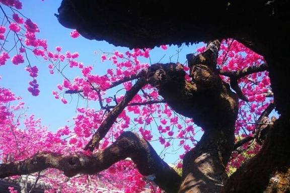 丽江杨向红:普济300年樱花别样红30