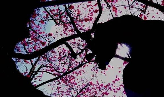 丽江杨向红:普济300年樱花别样红32