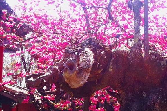 丽江杨向红:普济300年樱花别样红33