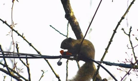 丽江杨向红:普济300年樱花别样红34