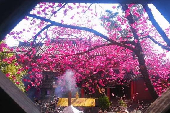 丽江杨向红:普济300年樱花别样红35