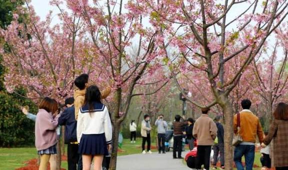 上海樱花节首个双休日,顾村公园游客超20万!染井吉野预计本月下旬盛开1