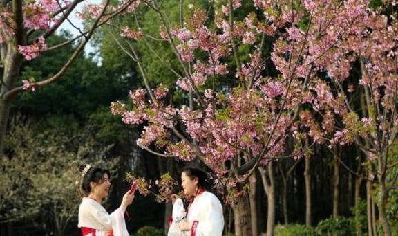 上海樱花节首个双休日,顾村公园游客超20万!染井吉野预计本月下旬盛开2