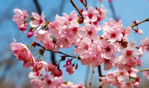 上海樱花节首个双休日,顾村公园游客超20万!染井吉野预计本月下旬盛开3