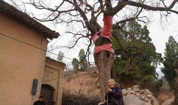 560年古树,树冠冒白烟喜鹊不搭窝,86岁老夫妻守护不离开1