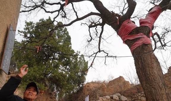 560年古树,树冠冒白烟喜鹊不搭窝,86岁老夫妻守护不离开2