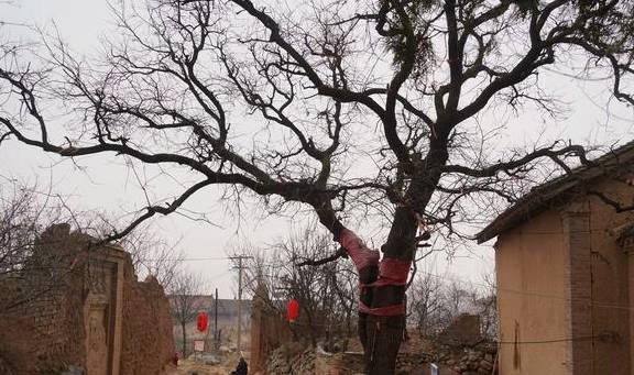 560年古树,树冠冒白烟喜鹊不搭窝,86岁老夫妻守护不离开3