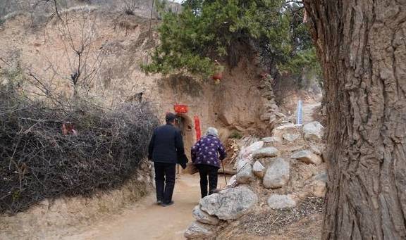 560年古树,树冠冒白烟喜鹊不搭窝,86岁老夫妻守护不离开4