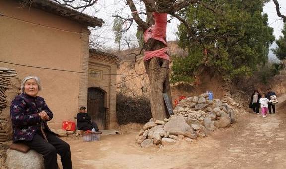 560年古树,树冠冒白烟喜鹊不搭窝,86岁老夫妻守护不离开7