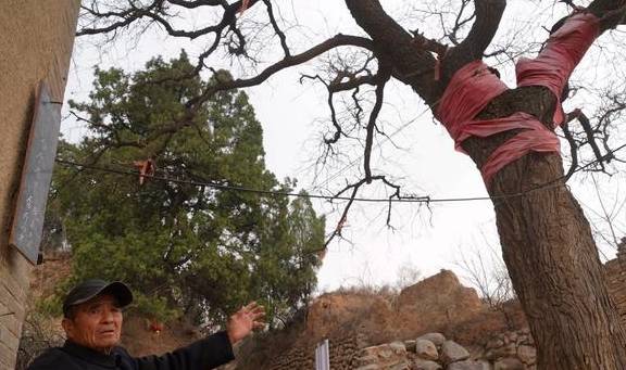 560年古树,树冠冒白烟喜鹊不搭窝,86岁老夫妻守护不离开9