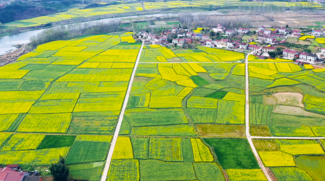 湖北襄阳推出33条赏花线路2
