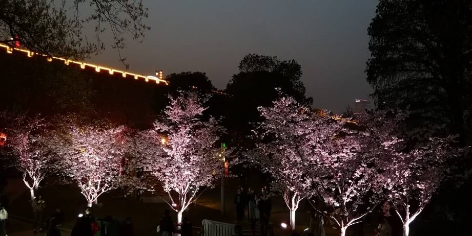 玄武湖樱花绽放的夜景美不胜收3