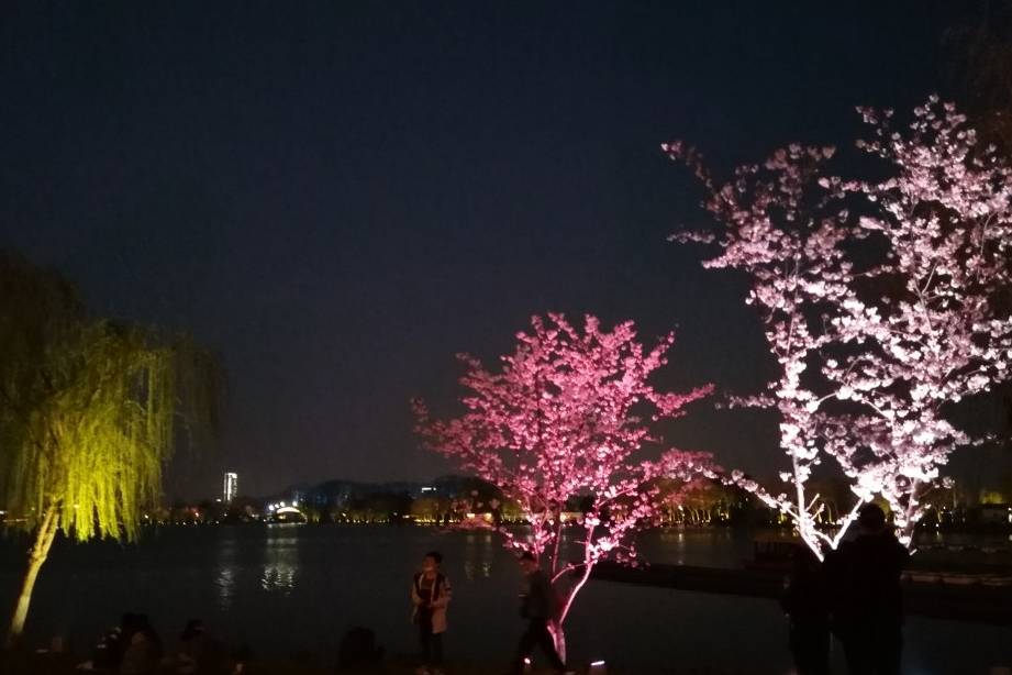 玄武湖樱花绽放的夜景美不胜收4