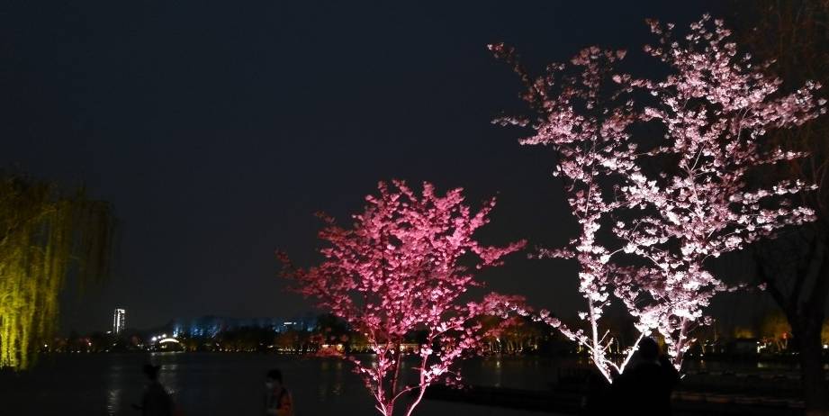 玄武湖樱花绽放的夜景美不胜收5