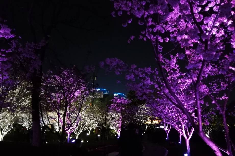 玄武湖樱花绽放的夜景美不胜收15