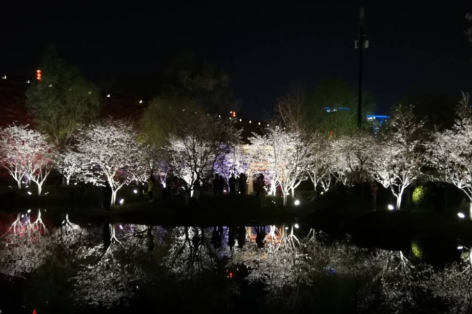 玄武湖樱花绽放的夜景美不胜收16