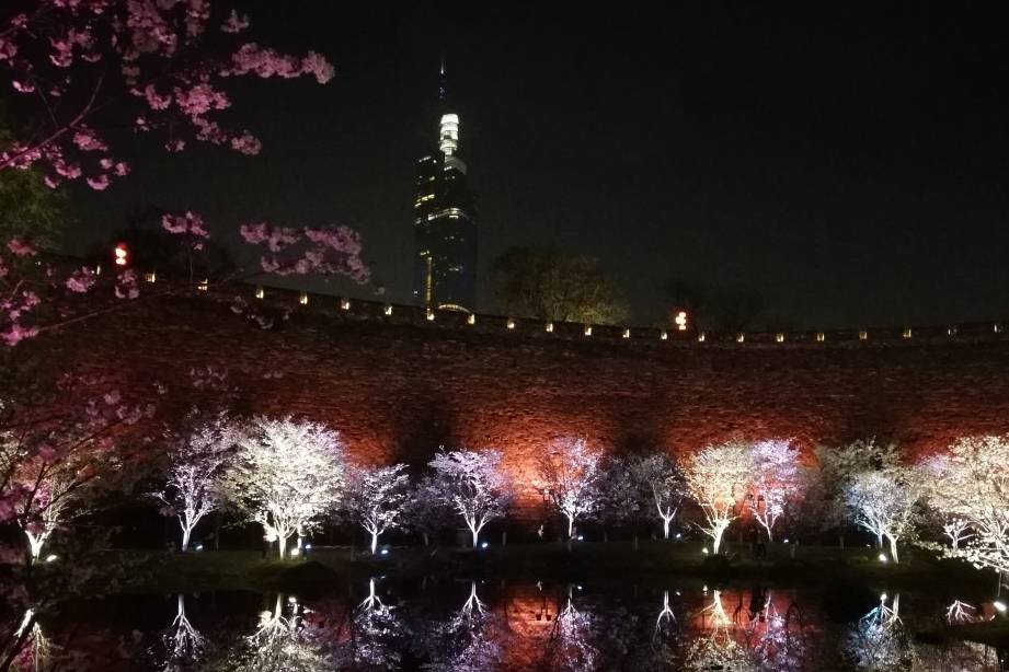 玄武湖樱花绽放的夜景美不胜收17