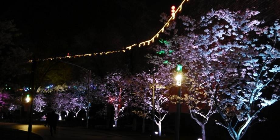 玄武湖樱花绽放的夜景美不胜收27