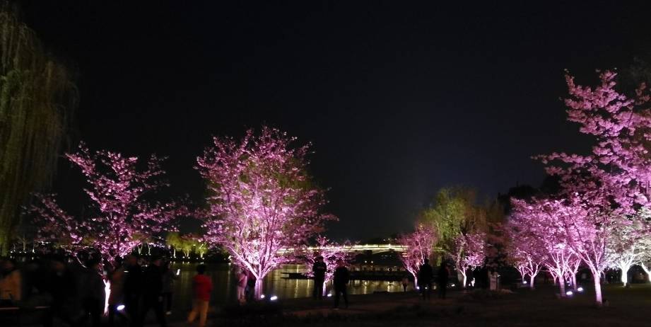 玄武湖樱花绽放的夜景美不胜收29