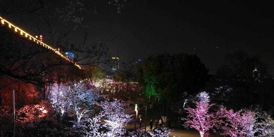 玄武湖樱花绽放的夜景美不胜收30