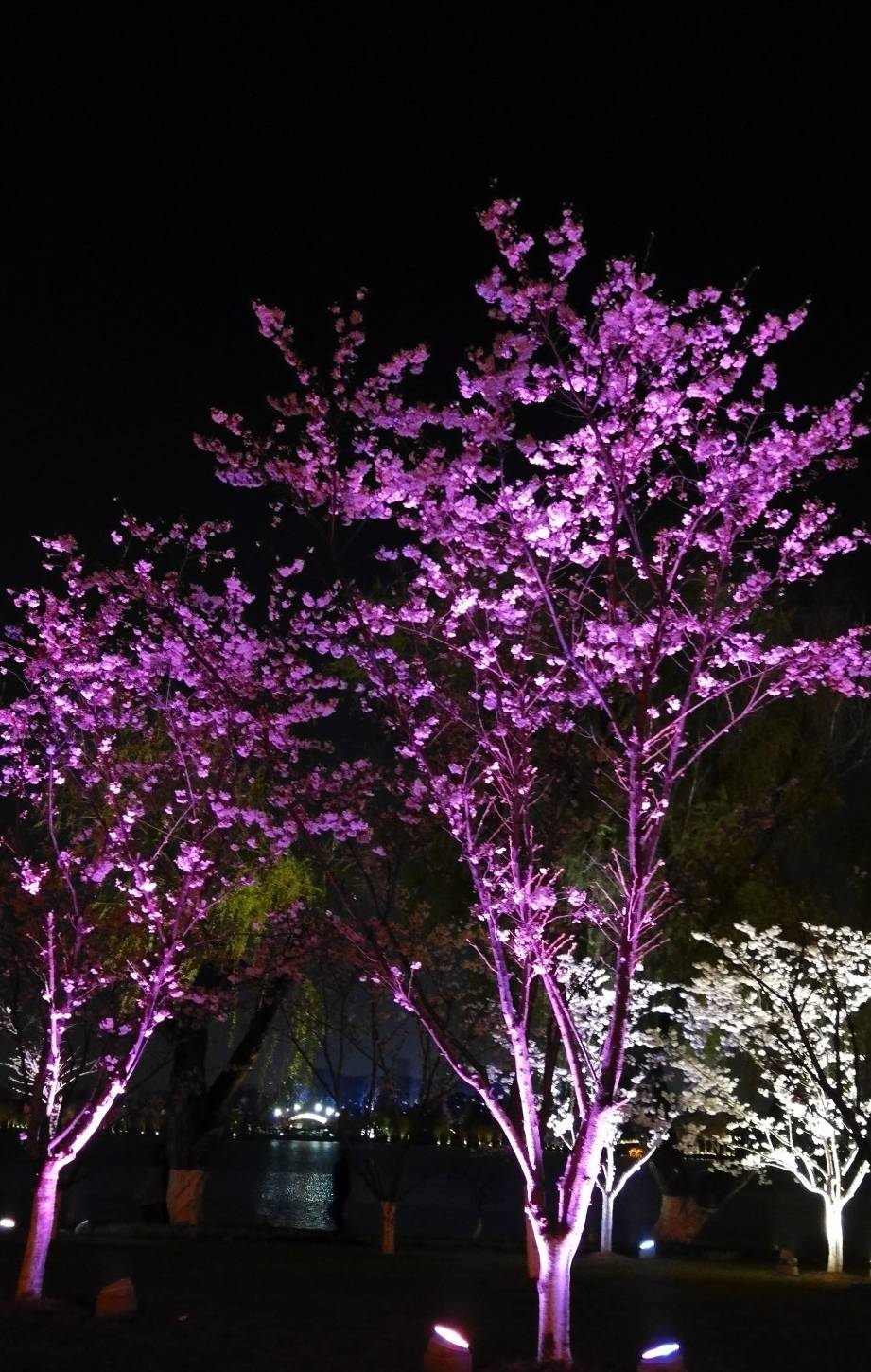 玄武湖樱花绽放的夜景美不胜收31