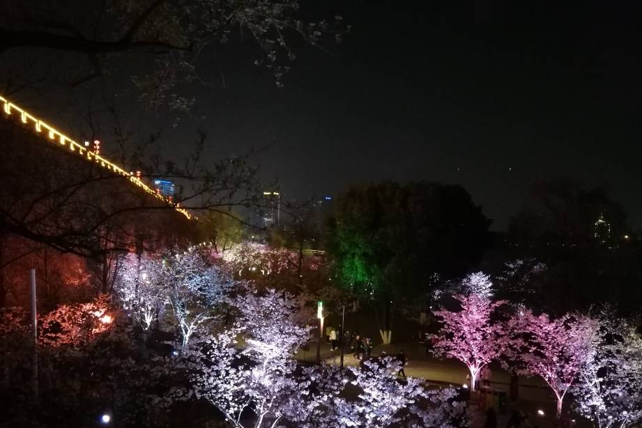 玄武湖樱花绽放的夜景美不胜收32