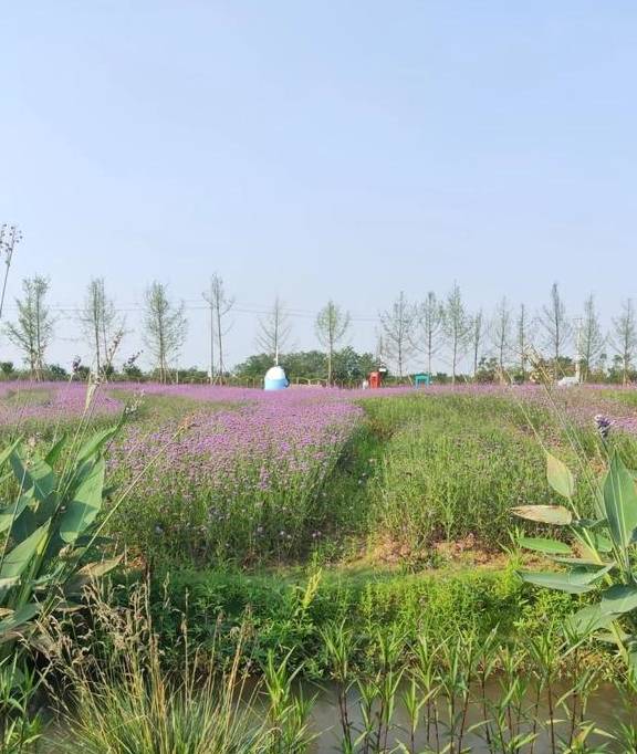 遛狗晒娃草坪婚礼露营好心动,盘点成都周边私藏宝藏公园6