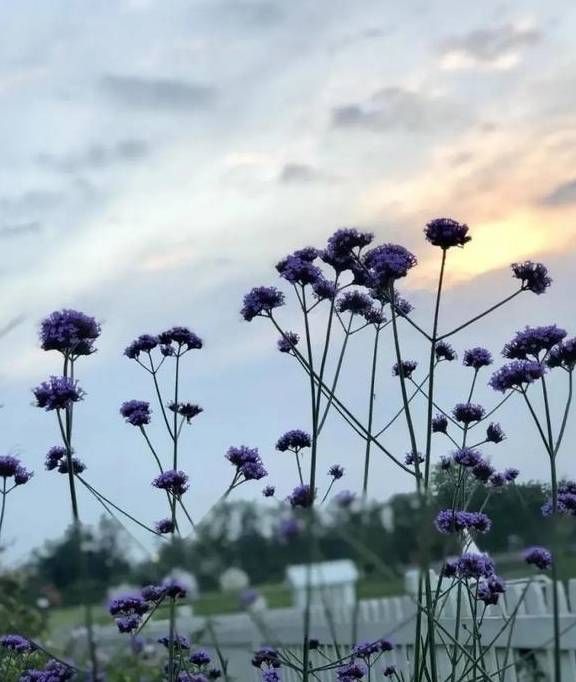 遛狗晒娃草坪婚礼露营好心动,盘点成都周边私藏宝藏公园11