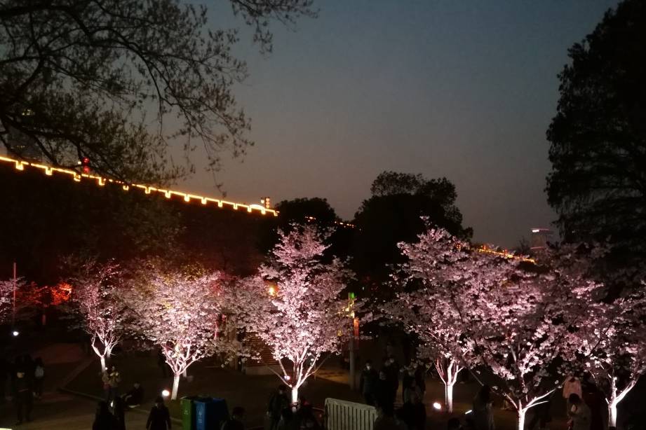 玄武湖樱花绽放的夜景美不胜收1