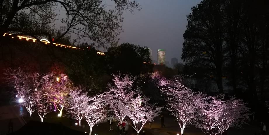 玄武湖樱花绽放的夜景美不胜收2